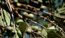 Небольшая плантация у вас дома - кофейное дерево: родина растения, виды, фото Ценные свойства кофейного дерева