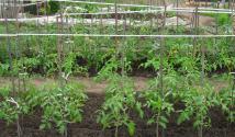 Причины засыхания листьев, плодов и кустов томатов, выращиваемых в теплице Почему сохнут листья у томатов
