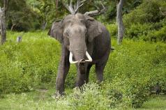 Самые интересные факты о слонах